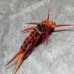 BROWN STONEFLY THREE BIOT BEADHEAD STREAMER(PRICE FOR 12 PIECES)