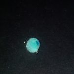 BLUE DARK BLUE HOTSPOT EGG(PRICE FOR 12 PIECES)