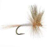 light cahill dry (price for 12 pieces)