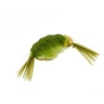 beadhead flashback scud olive nymph fly(price for 12 flies)