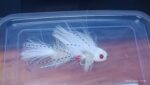 ARTICULATED WHITE SEX DUGION BASS STREAMER READY TO SHIP ( FOR 12 PIECES) - Image 2