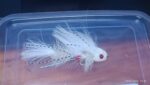 ARTICULATED WHITE SEX DUGION BASS STREAMER READY TO SHIP ( FOR 12 PIECES) - Image 2
